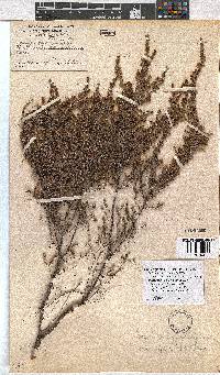 Erica rigidula image