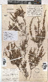 Erica rigidula image