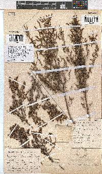 Erica rigidula image