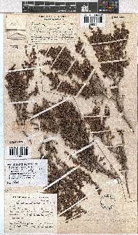 Erica rigidula image