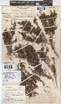 Erica rigidula image