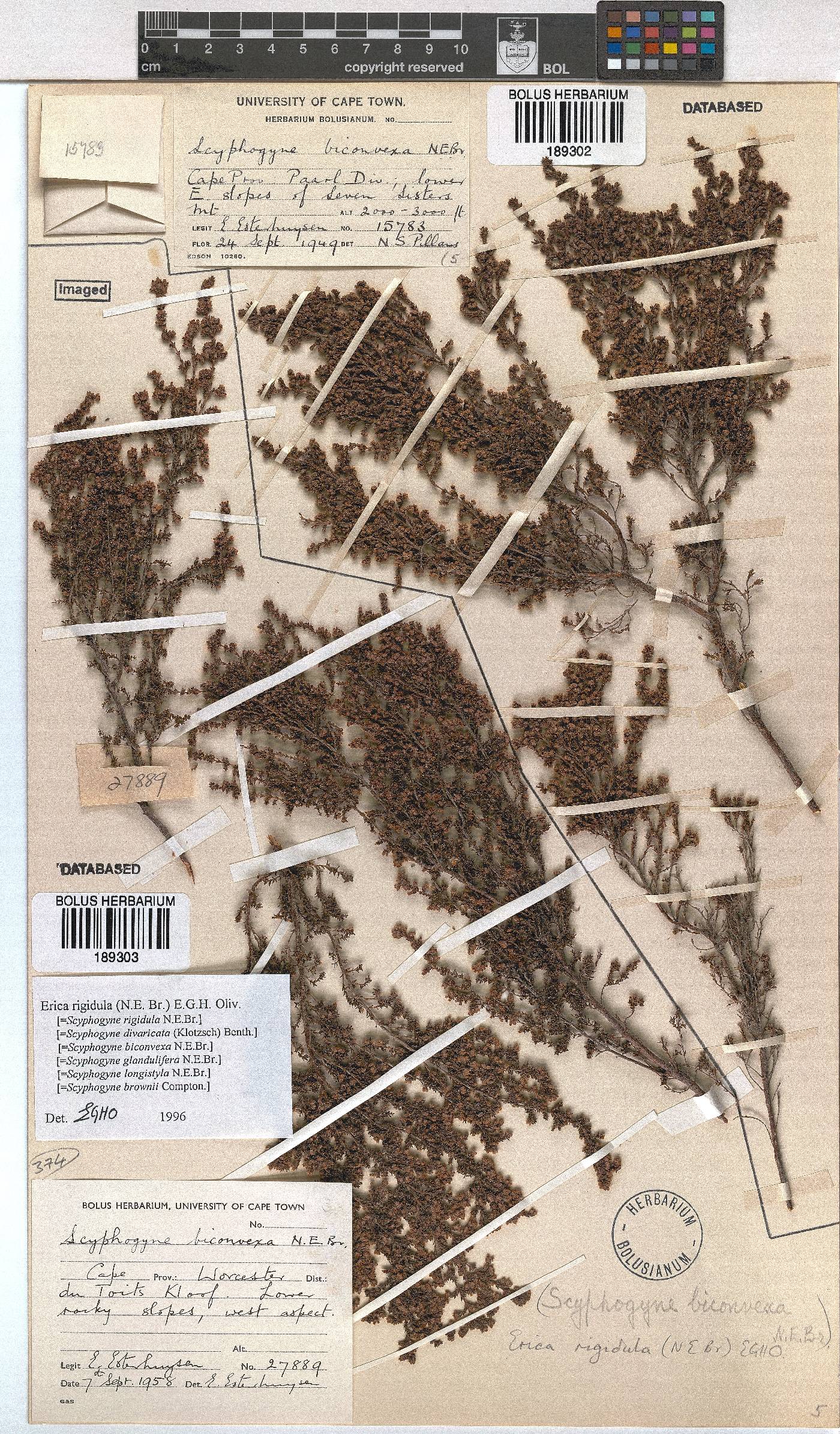 Erica rigidula image