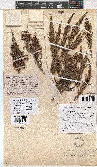 Erica rigidula image