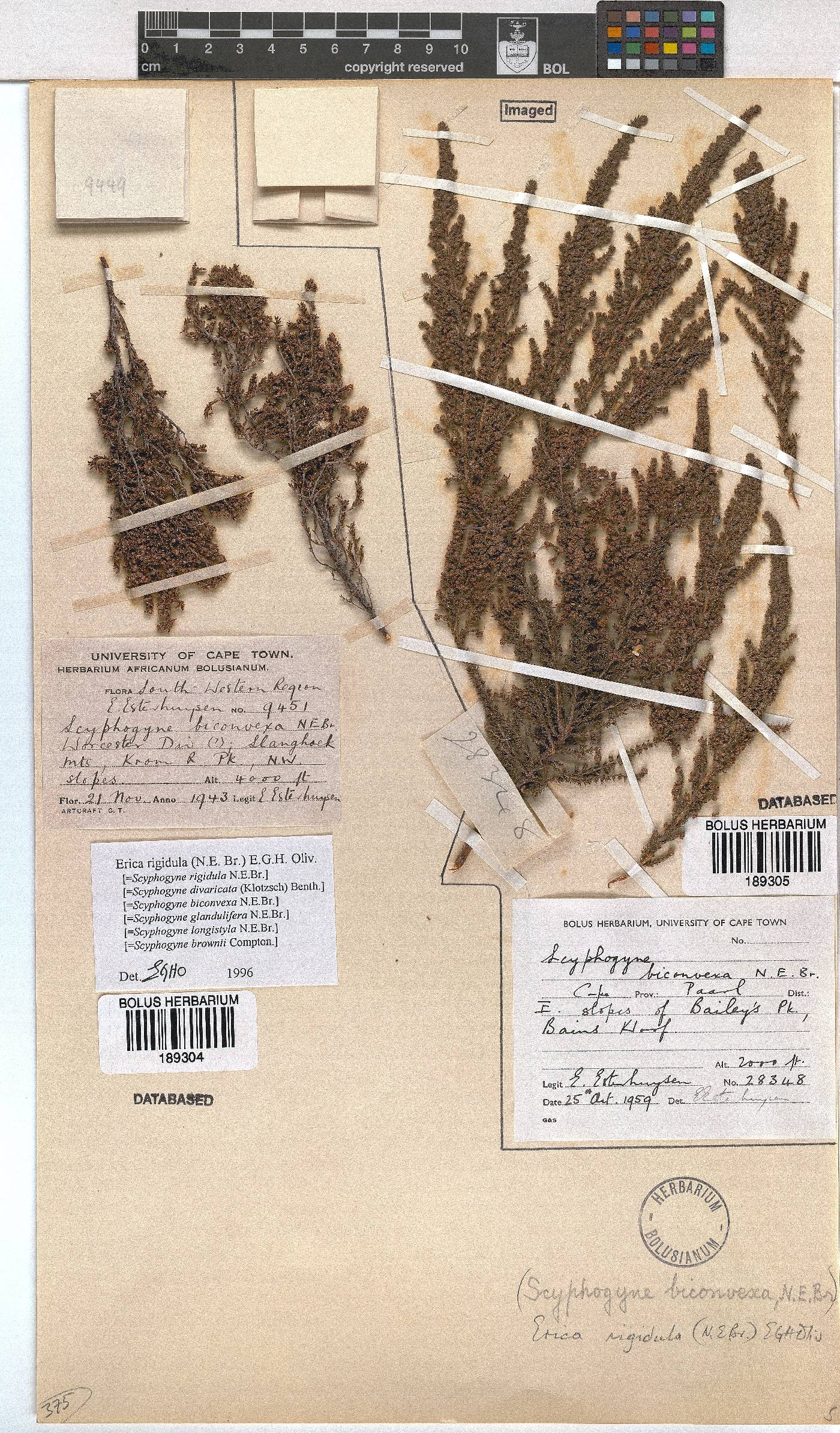 Erica rigidula image