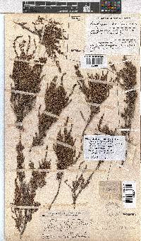 Erica rigidula image