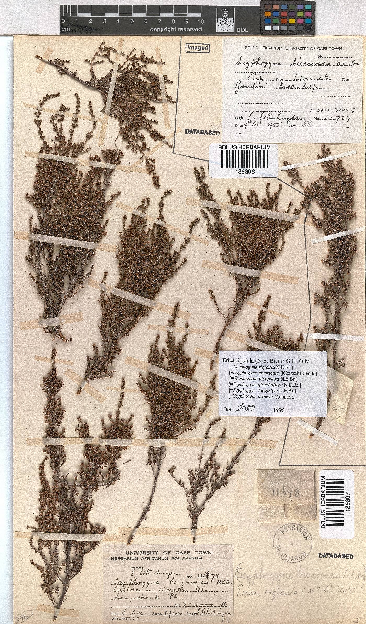 Erica rigidula image