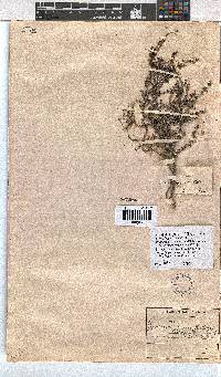 Erica rigidula image