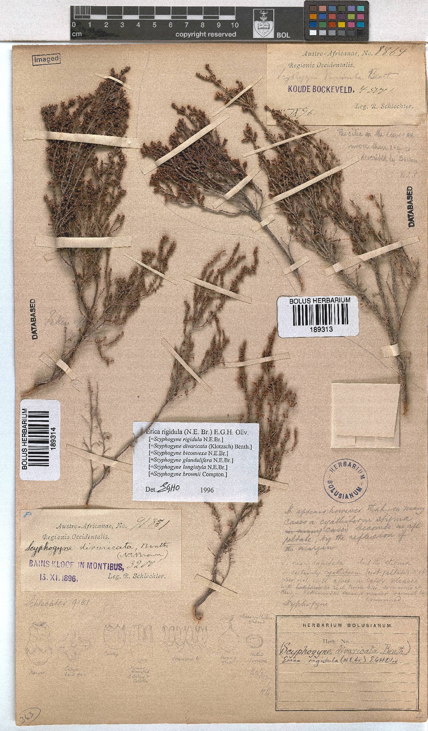 Erica rigidula image