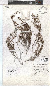 Erica rigidula image