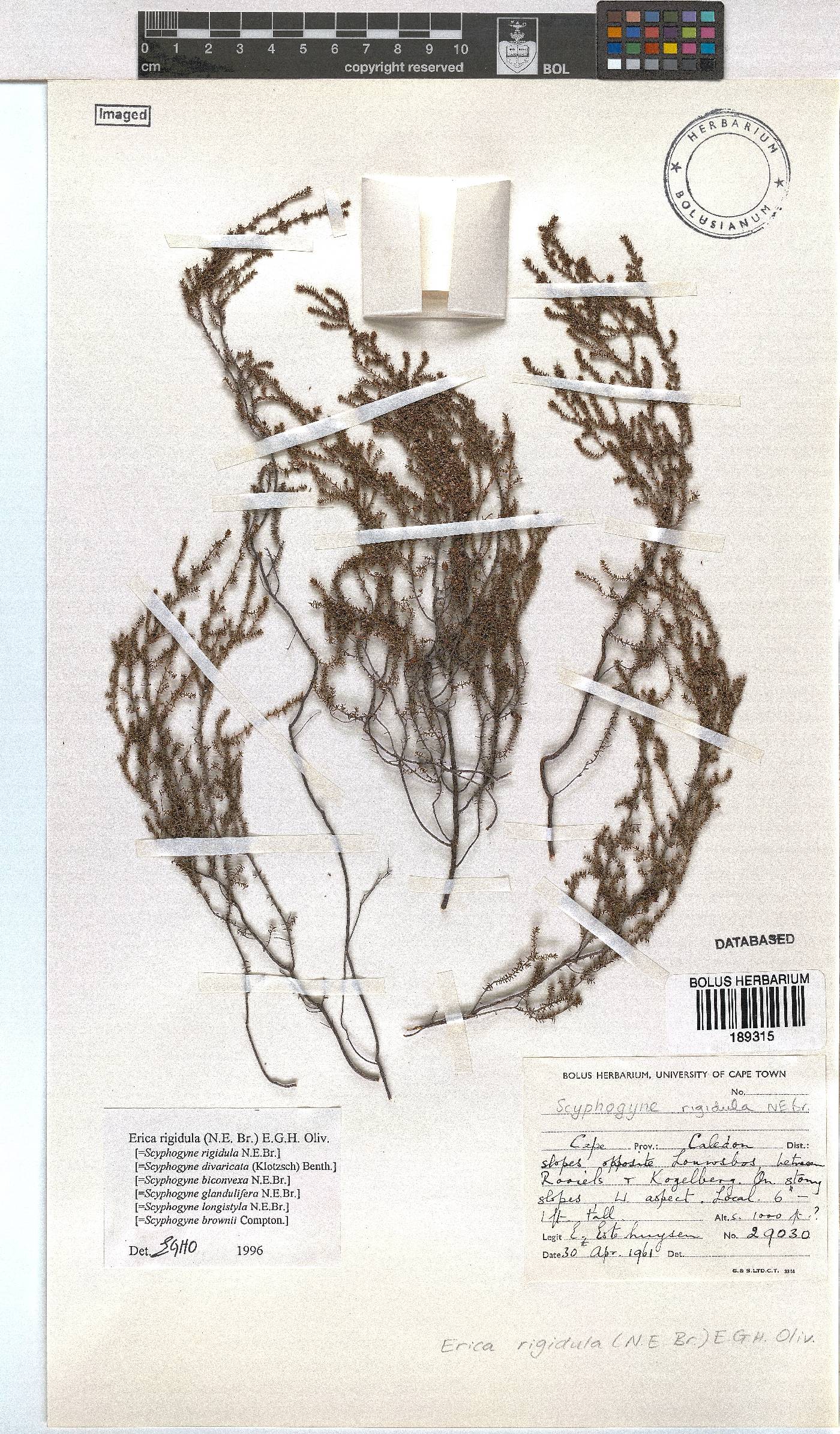 Erica rigidula image