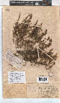 Erica rigidula image