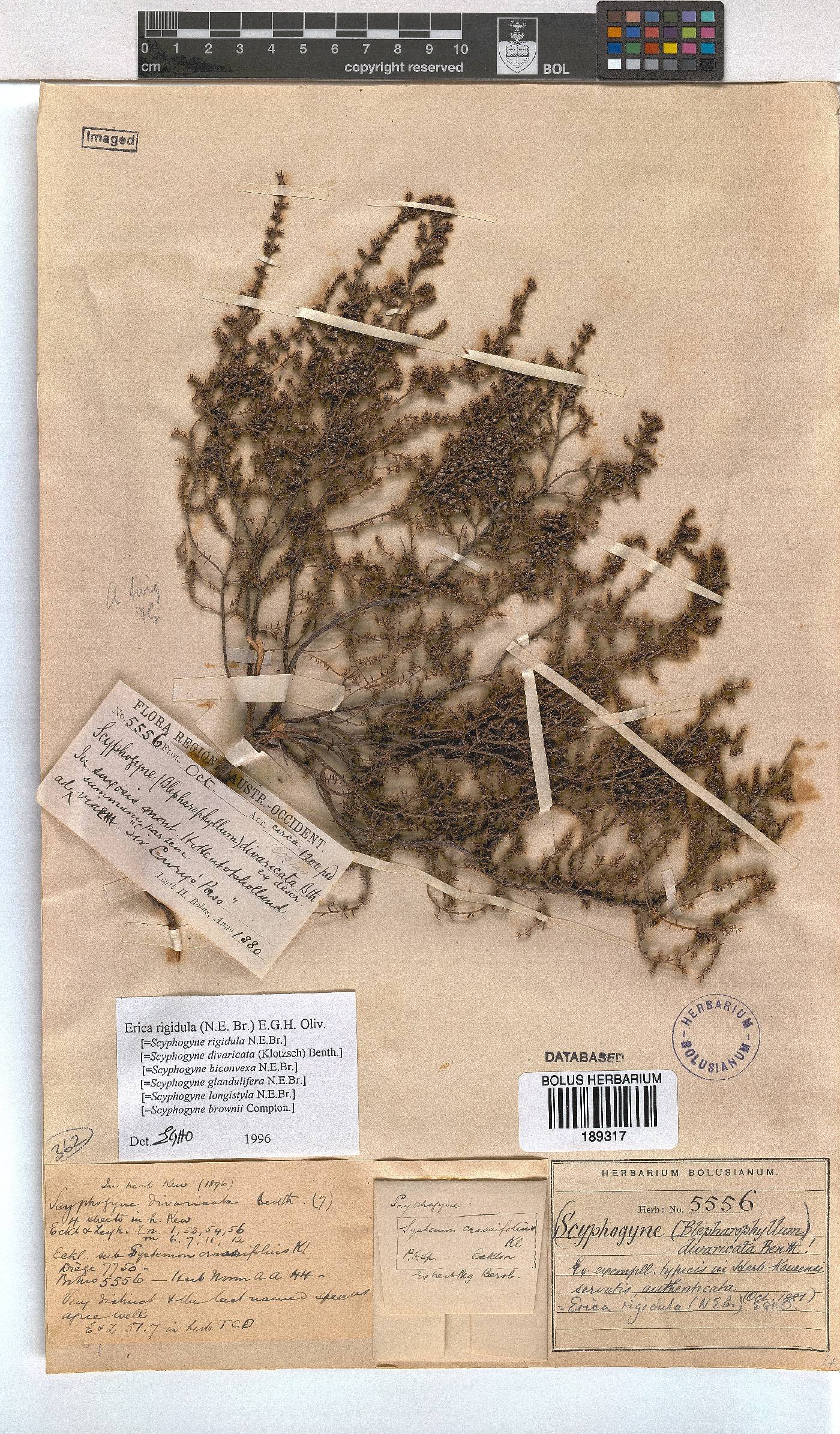 Erica rigidula image