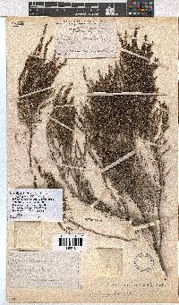 Erica rigidula image