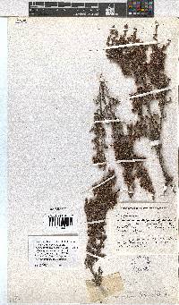 Erica rigidula image