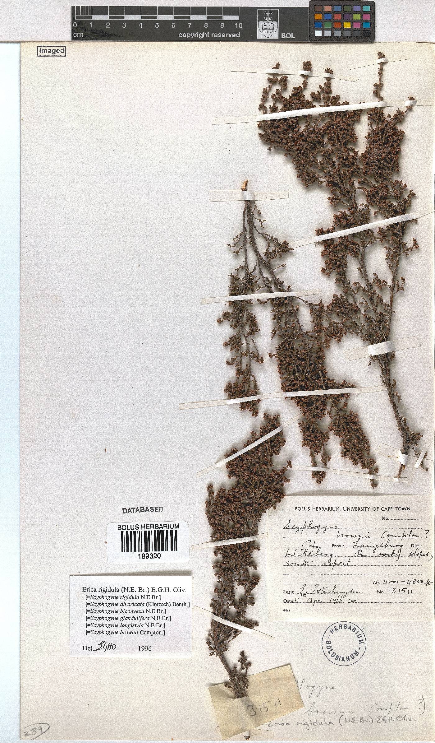 Erica rigidula image