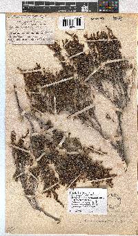 Erica rigidula image