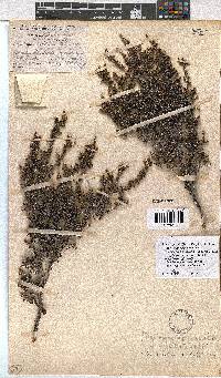 Erica rigidula image