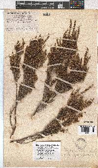 Erica rigidula image