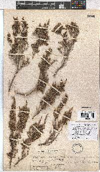 Erica rigidula image