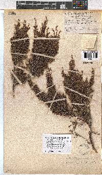 Erica rigidula image