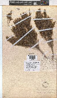 Erica rigidula image