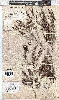 Erica rigidula image