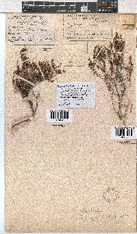 Erica rigidula image