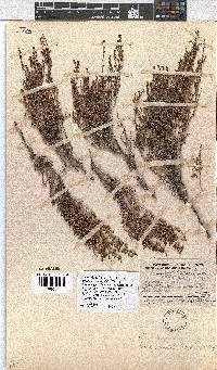 Erica rigidula image