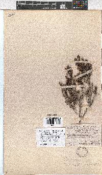 Erica rigidula image