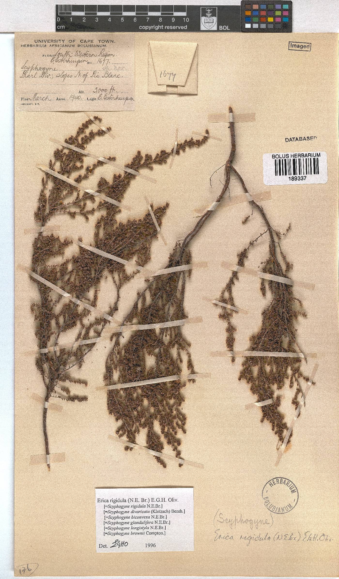 Erica rigidula image