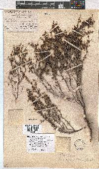 Erica rigidula image