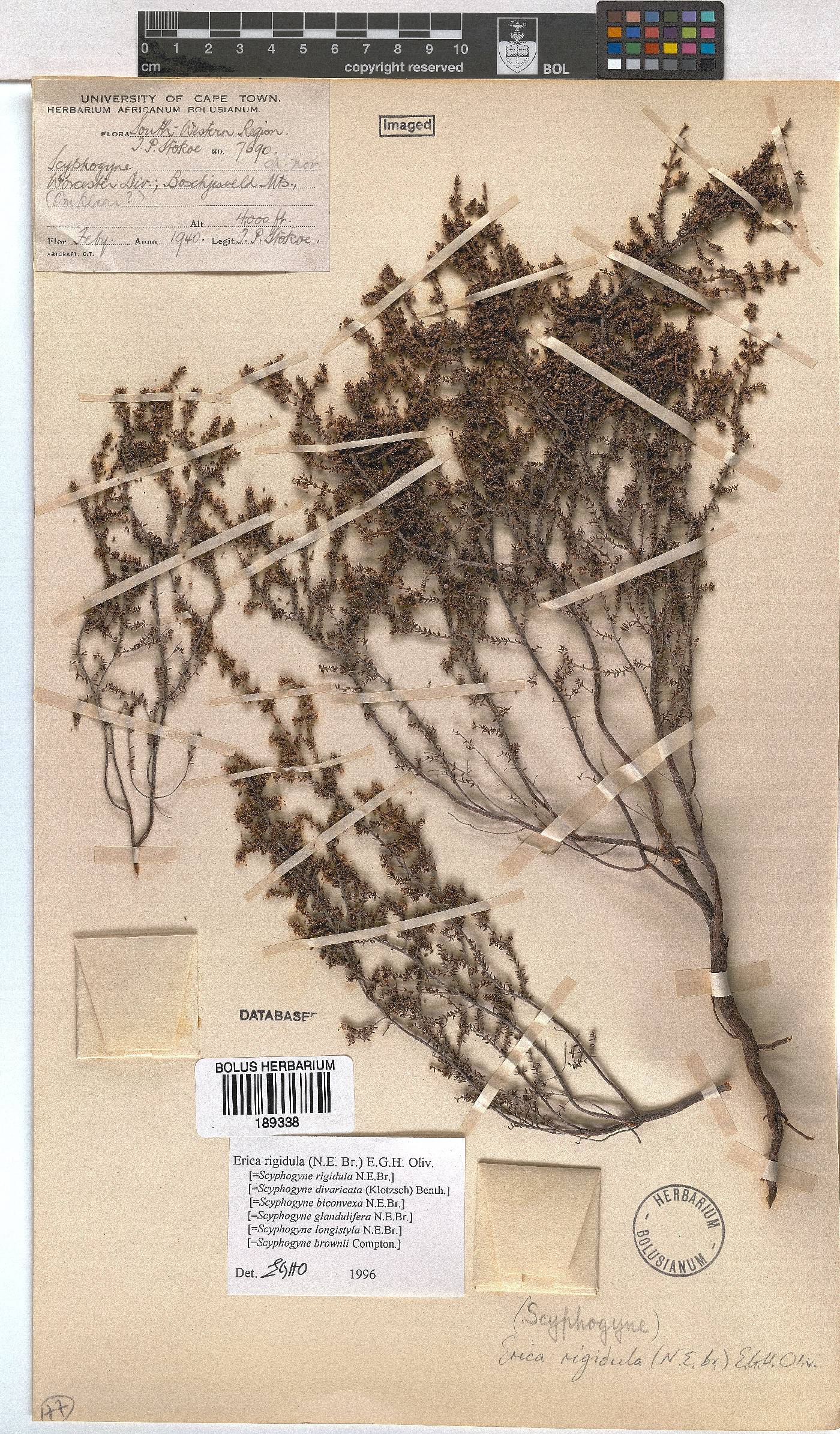 Erica rigidula image
