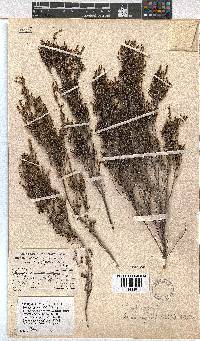 Erica rigidula image