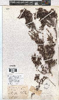 Erica rigidula image