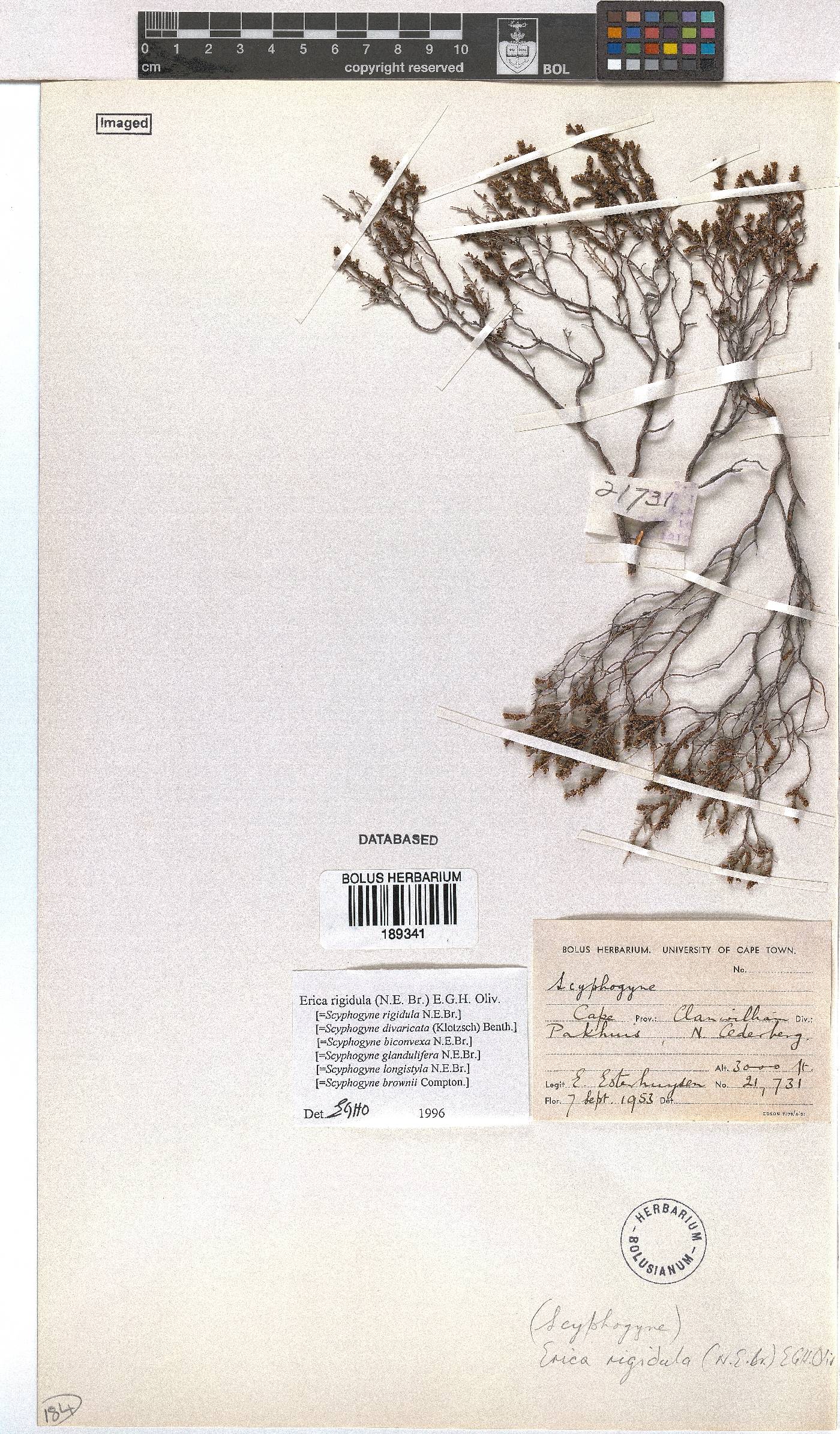 Erica rigidula image