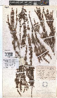 Erica rigidula image