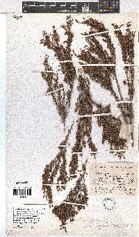 Erica rigidula image