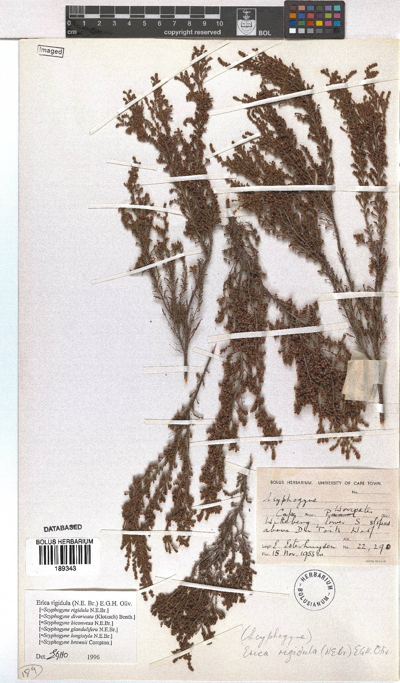 Erica rigidula image