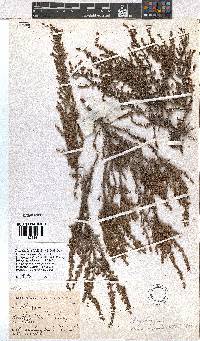 Erica rigidula image