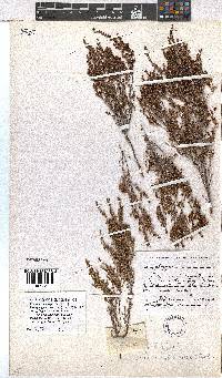 Erica rigidula image