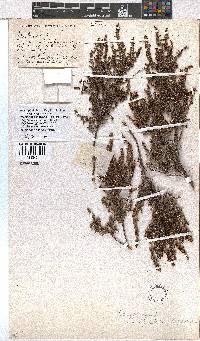 Erica rigidula image