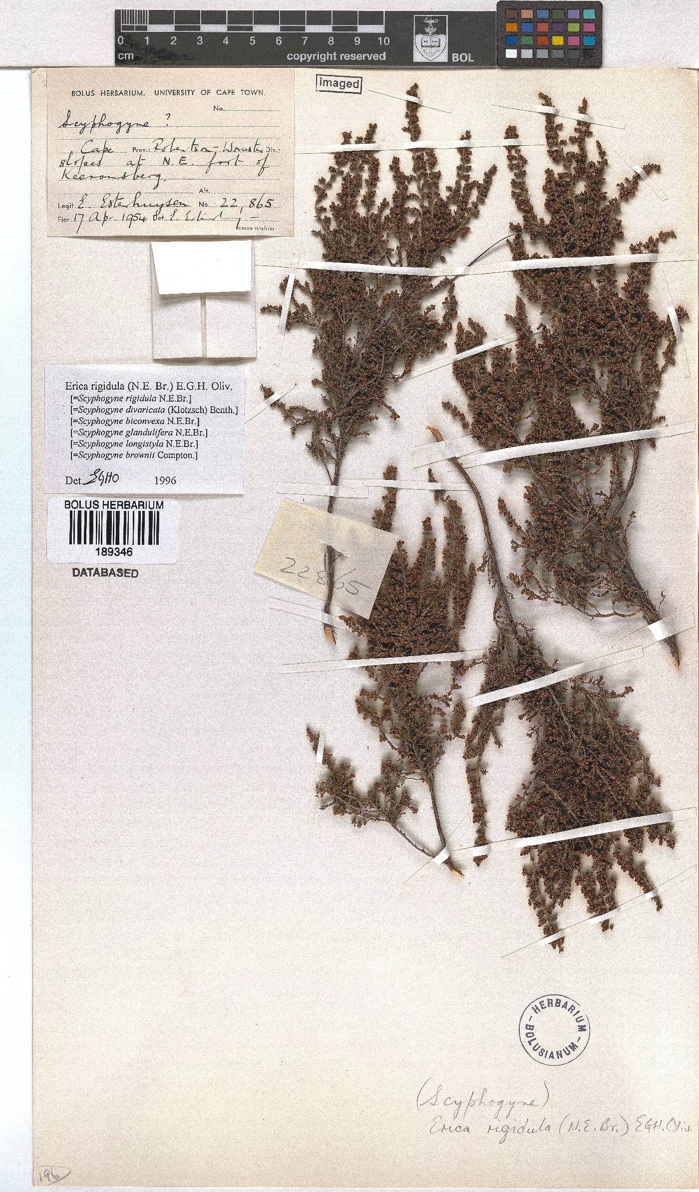 Erica rigidula image