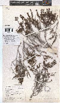 Erica rigidula image