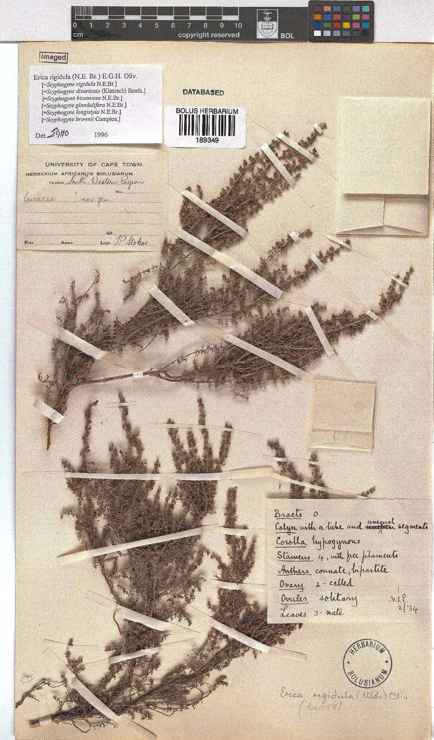 Erica rigidula image