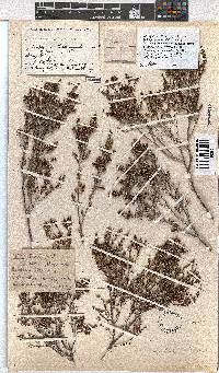 Erica rigidula image