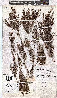 Erica rigidula image