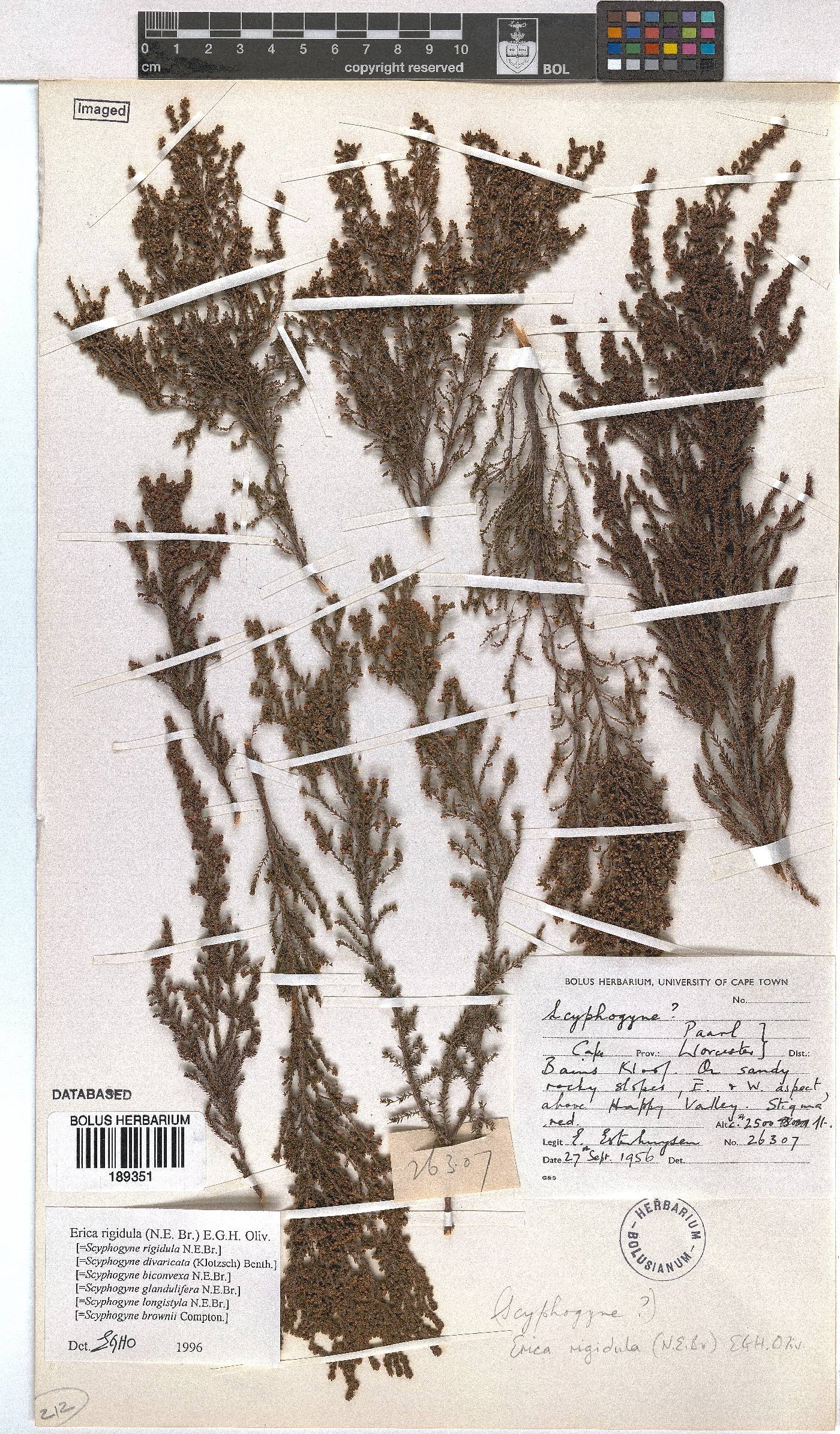 Erica rigidula image