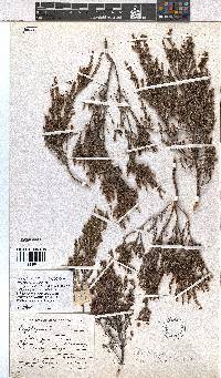 Erica rigidula image