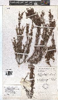 Erica rigidula image