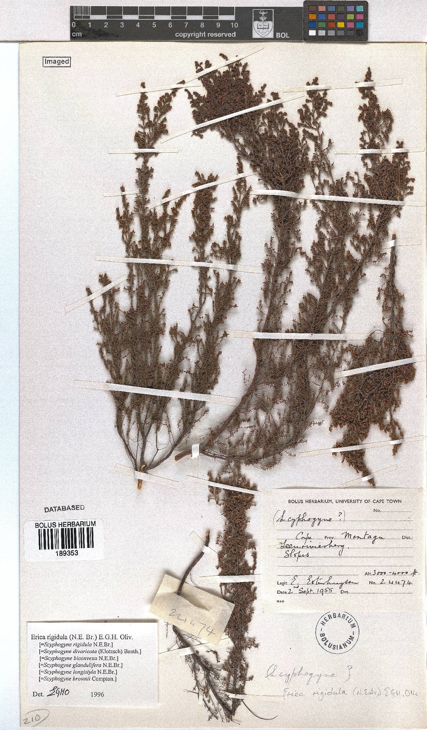 Erica rigidula image